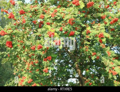 Avec ashberry leafs sur fond de ciel Banque D'Images