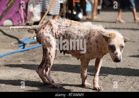 Un chien dans la rue aux Philippines en mauvaise santé montrant des signes de graves maladies de peau. Banque D'Images