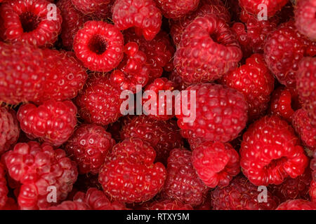 Vue de dessus - jardin fraîchement cueillies de framboises. Banque D'Images