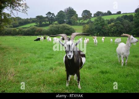 Un troupeau de chèvres en Irlande. Un bouc avec cornes debout devant et à la curiosité. Banque D'Images