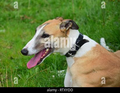 Portrait d'un brown Greyhound irlandais avec un collier noir. Banque D'Images
