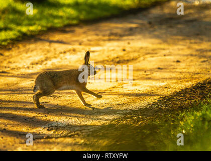 2 mars 2019 Lièvre brun au petit matin sur les terres agricoles du Cheshire UK soleil du printemps sur les champs humides Betley 53,023369, -2.361444 près de Crewe Banque D'Images