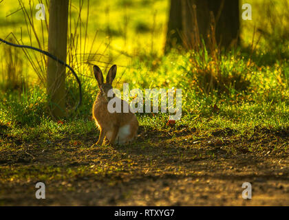 2 mars 2019 Lièvre brun au petit matin sur les terres agricoles du Cheshire UK soleil du printemps sur les champs humides Betley 53,023369, -2.361444 près de Crewe Banque D'Images