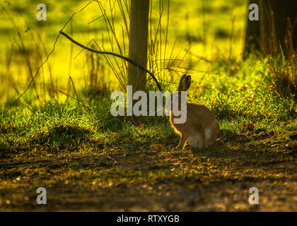 2 mars 2019 Lièvre brun au petit matin sur les terres agricoles du Cheshire UK soleil du printemps sur les champs humides Betley 53,023369, -2.361444 près de Crewe Banque D'Images