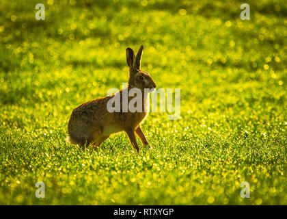 2 mars 2019 Lièvre brun au petit matin sur les terres agricoles du Cheshire UK soleil du printemps sur les champs humides Betley 53,023369, -2.361444 près de Crewe Banque D'Images