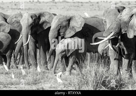 Troupeau d'éléphants dans le Parc national Amboseli, au Kenya. Ce groupe familial sont la protection des bébés en les maintenant entre les plus gros animaux. Et noir Banque D'Images