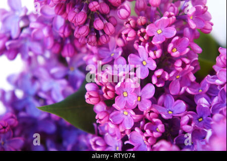 Macro image de printemps fleurs violet lilas lilas fleurs de printemps.. Banque D'Images