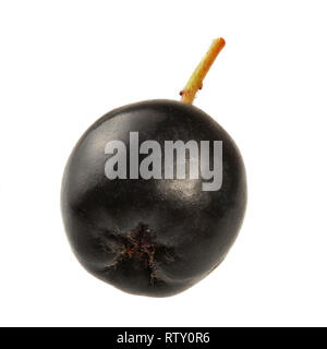 Seul aronie petite baie fruit isolé sur fond blanc. Banque D'Images