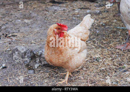 Faire revenir le poulet dans la cour. Sur le grain moulu Banque D'Images