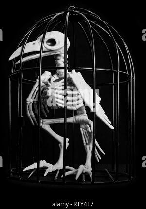 Trois quart gauche côté vue sur un corbeau squelette dans une cage sur un fond noir. Banque D'Images