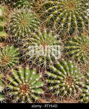 Gros plan de la structure et des épines de cactus dans le désert de Sonora de Tucson, Arizona. Banque D'Images