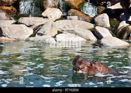 Hippopotame Banque D'Images