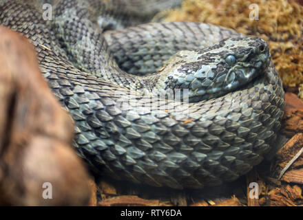 Mangshan Pit Viper Banque D'Images