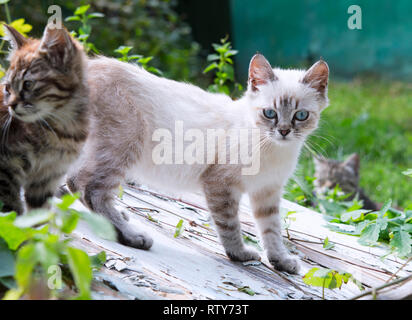 Petits chatons jouant sur la table en bois Banque D'Images