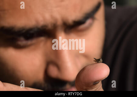 Jeune homme l'observation d'insectes dans l'entomologiste vile et verre pour tenter d'identifier pour ses collections de spécimens d'insectes au cours d'un été. Banque D'Images