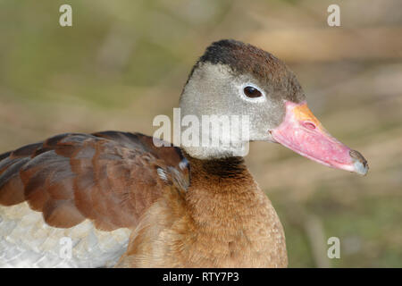 Black-bellied Whistling-canard - Dendrocygna autumnalis Closeup of head Banque D'Images