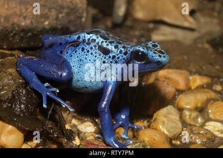 Blue Poison Frog - Dendrobates tinctorius azureus espèces rares du Surinam Banque D'Images