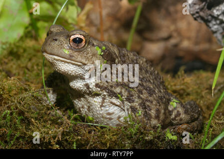 Crapaud commun - Bufo bufo libre entre Moss Banque D'Images