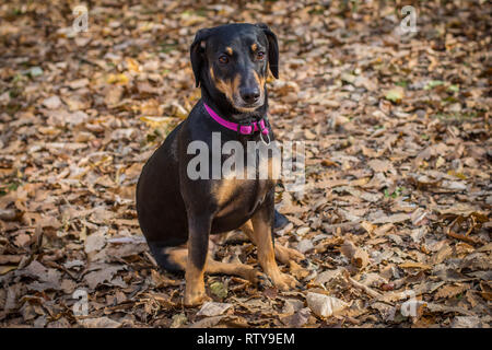 Cute black brown dog sitting dans les feuilles mortes Banque D'Images