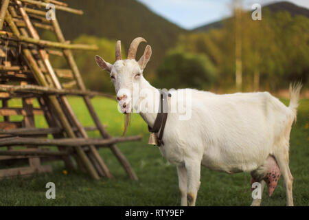 Chèvre à la recherche à l'autre, bouche ouverte, bêlements, soleil de l'après-midi allumé prairie derrière elle. Banque D'Images