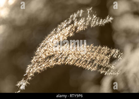 Close up of weed herbe dans le soleil Banque D'Images