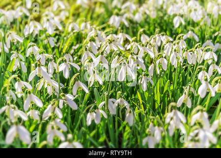 Fleurs perce-neige (Galanthus nivalis) dans l'herbe au début du printemps Banque D'Images