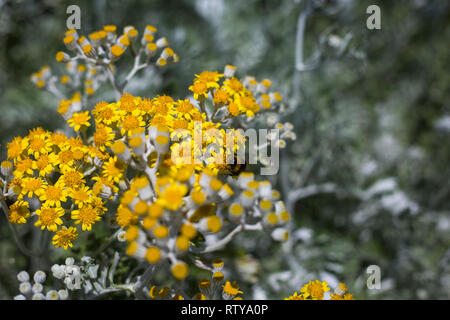 Fleurs par la mer d'Eastbourne en Angleterre Banque D'Images