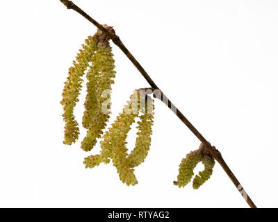 Chatons mâles de la UK hazel indigènes, Corylus avellana, sur un fond blanc. Banque D'Images