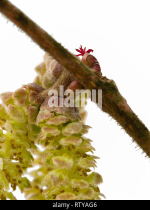 De près de l'homme de l'UK les chatons de Noisetier Corylus avellana, autochtones, avec la fleur femelle rouge au-dessus de la branche Banque D'Images