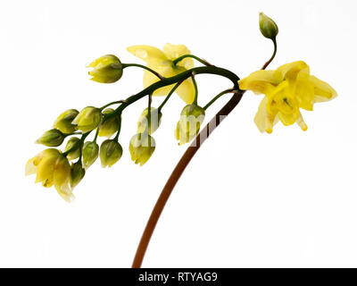 Des fleurs vivaces à feuilles persistantes, barrenwort Epimedium x versicolor 'Sulphureum' sur un fond blanc Banque D'Images