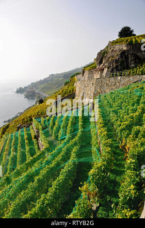 Suisse : Le vignoble de Lavaux et des terrasses au-dessus du lac Léman appartiennent au patrimoine mondial de l'Unesco Banque D'Images