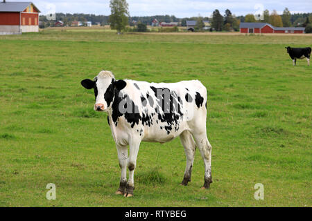 Les jeunes curieux, vache Holstein-vert sur les terres agricoles d'herbe sur un jour de l'été. Banque D'Images