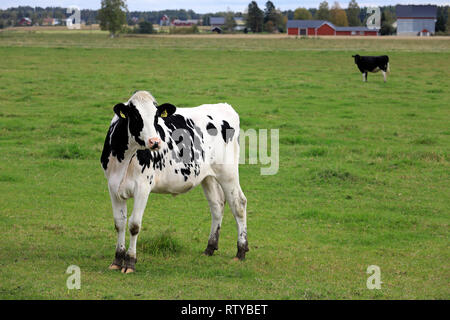 Les jeunes curieux, vache Holstein-vert sur les terres agricoles d'herbe sur un jour de l'été. Banque D'Images