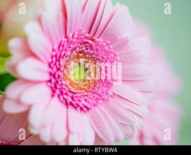 Gerbera rose libre , belle fleur rose avec des gouttes d'eau sur les pétales Banque D'Images