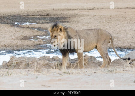 Kalahari Lion, Panthera leo, Kgalagadi Transfrontier Park, Northern Cape, Afrique du Sud en passant devant un étang sur la Nossob Riverbed Banque D'Images