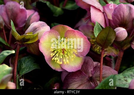 Gros plan du Penny's Hellebore rose fleur de l'ib. Banque D'Images