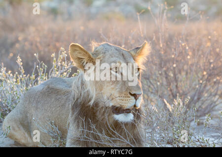 Kalahari Lion, Panthera leo, Kgalagadi Transfrontier Park, Northern Cape, Afrique du Sud. Jeune homme se reposant sur une dune de sable au coucher du soleil, près de la tête de sho Banque D'Images