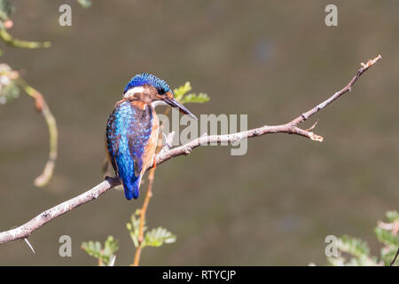 Malachite Kingfisher, (Alcedo crisstata) juvénile perché sur une branche à un barrage. Petit, de couleur vive, 14 cm, été Banque D'Images