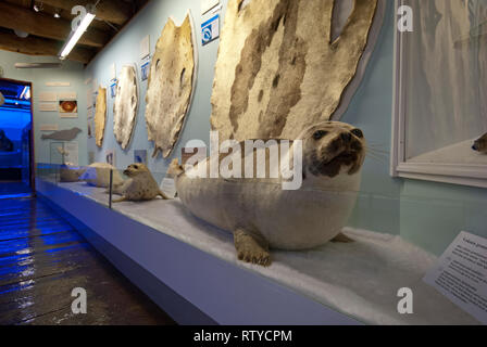 Les phoques en peluche et peaux à l'exposition sur la chasse aux phoques au musée polaire (Polarmuseet), dans le comté de Troms, Tromso, Norvège Banque D'Images