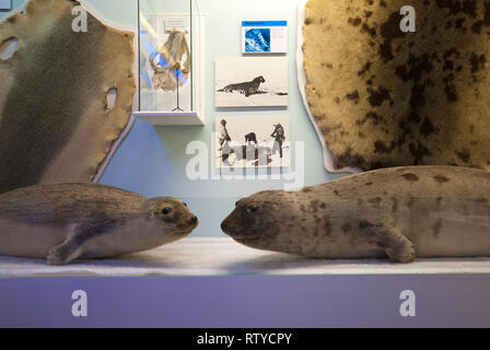 Les phoques en peluche et peaux à l'exposition sur la chasse aux phoques au musée polaire (Polarmuseet), dans le comté de Troms, Tromso, Norvège Banque D'Images