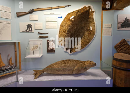 Les phoques en peluche et peaux à l'exposition sur la chasse aux phoques au musée polaire (Polarmuseet), dans le comté de Troms, Tromso, Norvège Banque D'Images