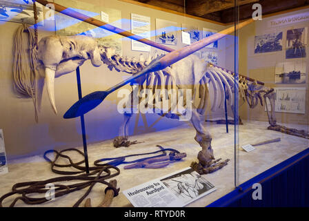 Le morse (Odobenus rosmarus) squelette en showcase sur la mer arctique chasse, musée polaire (Polarmuseet), dans le comté de Troms, Tromso, Norvège Banque D'Images