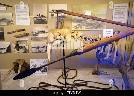 Le morse (Odobenus rosmarus) squelette en showcase sur la mer arctique chasse, musée polaire (Polarmuseet) dans le comté de Troms, Tromso, Norvège Banque D'Images