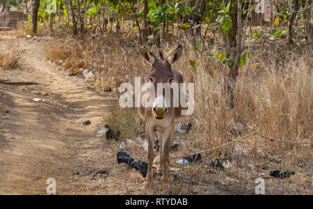 Un beau portrait d'un âne domestique errant dans la savane. L'animal est à la recherche directement à l'appareil photo. Banque D'Images