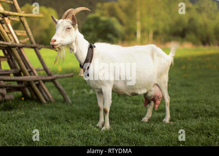 Chèvre debout à côté de hay stand. Banque D'Images