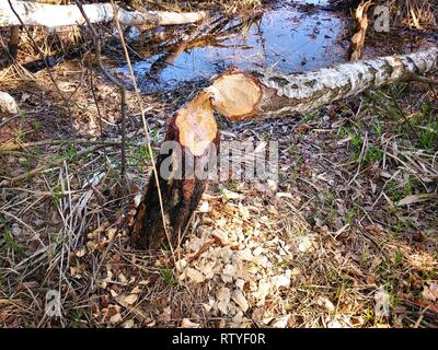 Dommages aux arbres de castor - Pologne la nature. Bouleau arbre coupé par la construction d'un barrage de castors à Zielona. Banque D'Images