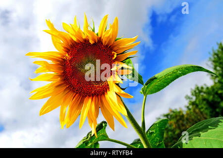 Un 'TOURNESOL Helianthus annuus' de hauteur croissante contre un ciel rempli de nuages dans un champ dans l'ouest du Canada. Banque D'Images