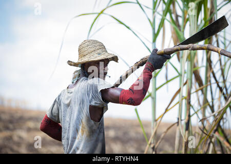 St Elizabeth / Jamaïque - Février 2019 : une coupe de la canne à sucre travaillant dur dans les champs de canne à sucre à la récolte de la canne à sucre à Siloah, St Elizabeth, Jamaïque Banque D'Images