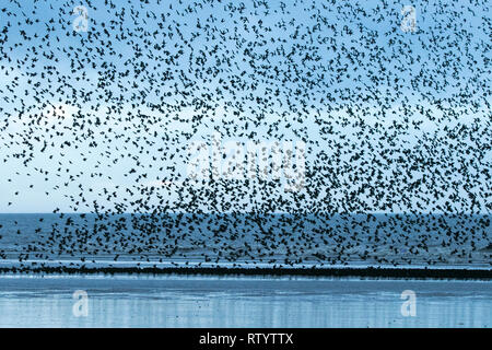 Blackpool, Lancashire, Royaume-Uni. Le 3 mars 2019. Murmuration Starling. Un murmuration d'Étourneaux effectuer leurs compétences de vol acrobatique avant qu'ils se perchent pour la nuit sous les mains de la jetée nord à Blackpool dans le Lancashire. Credit : Cernan Elias/Alamy Live News Banque D'Images