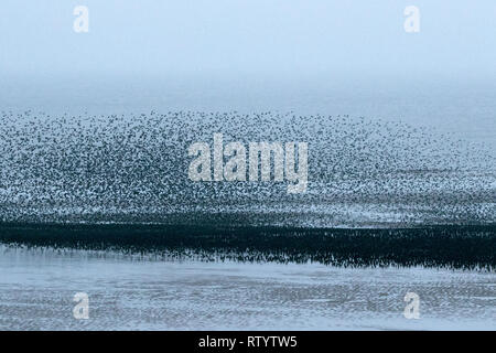 Blackpool, Lancashire, Royaume-Uni. Le 3 mars 2019. Murmuration Starling. Un murmuration d'Étourneaux effectuer leurs compétences de vol acrobatique avant qu'ils se perchent pour la nuit sous les mains de la jetée nord à Blackpool dans le Lancashire. Credit : Cernan Elias/Alamy Live News Banque D'Images